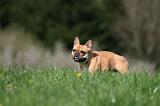 BOULEDOGUE FRANCAIS 1016